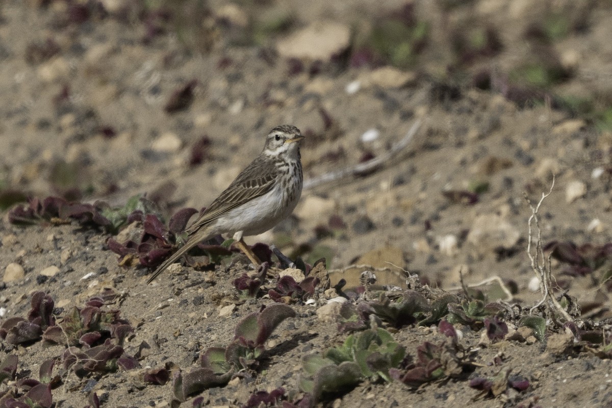 Berthelot's Pipit - ML630264775