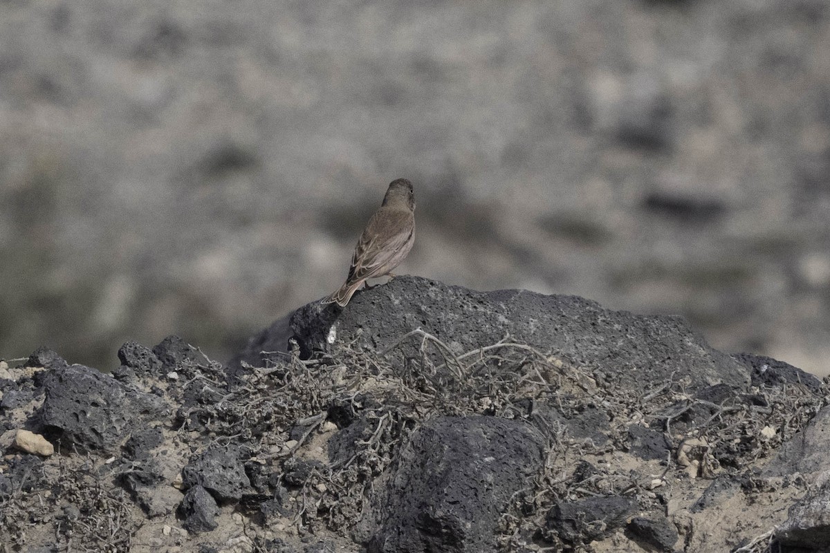 Trumpeter Finch - ML630264946