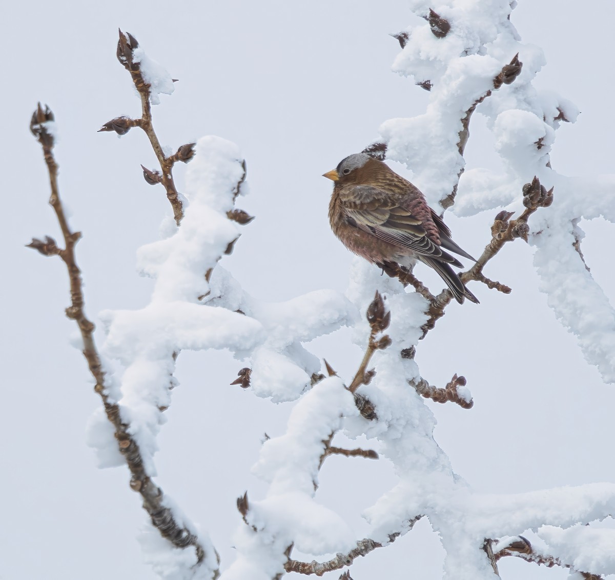 Gray-crowned Rosy-Finch - ML630264958
