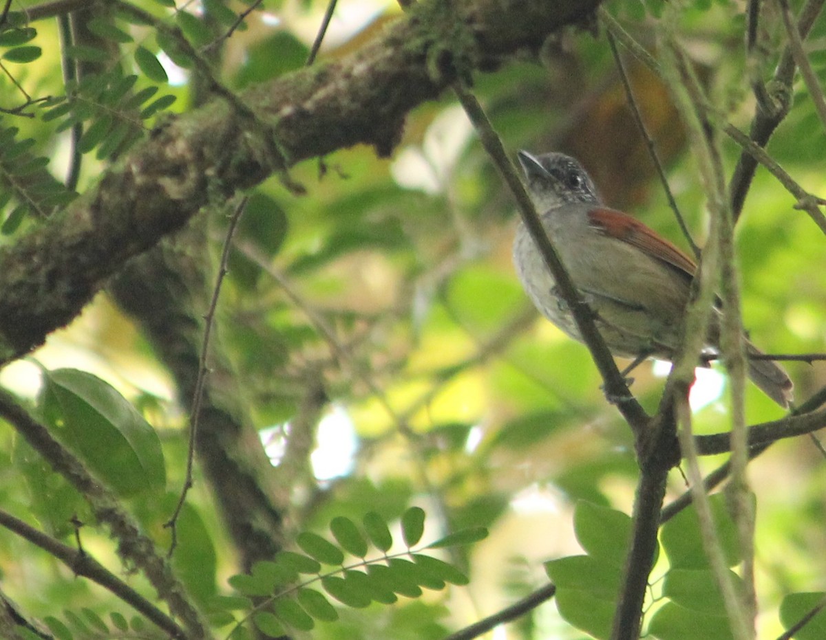 Rufous-backed Antvireo - ML630264969