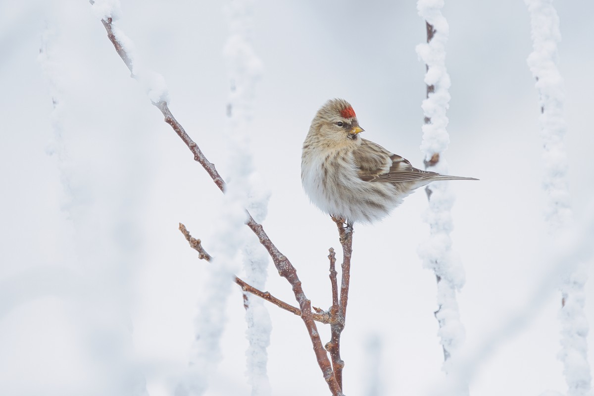 Redpoll (Common) - ML630264995