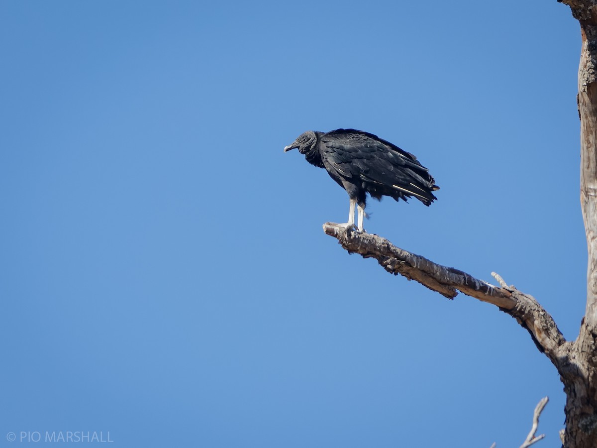 Black Vulture - ML630265239