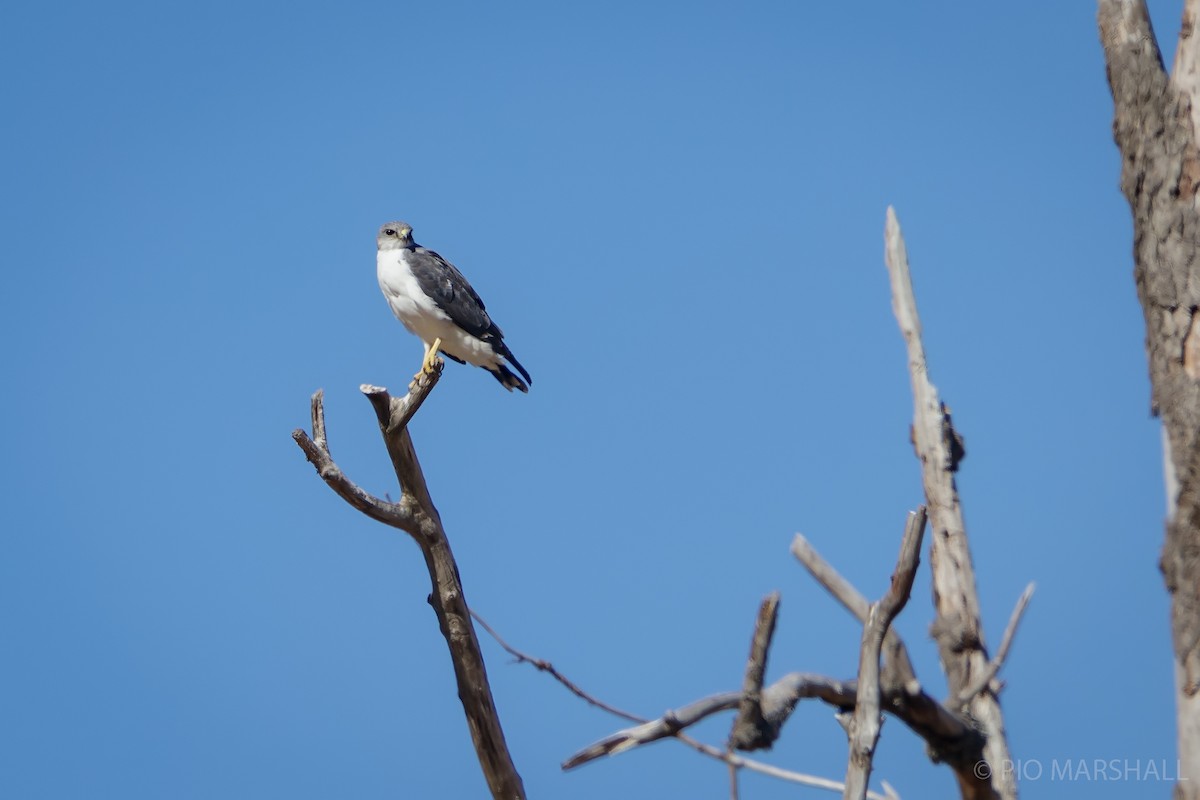Variable Hawk - ML630265244
