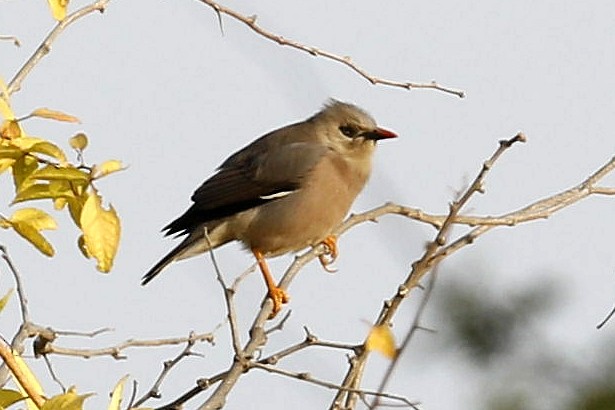 Burmese Myna - ML630265674