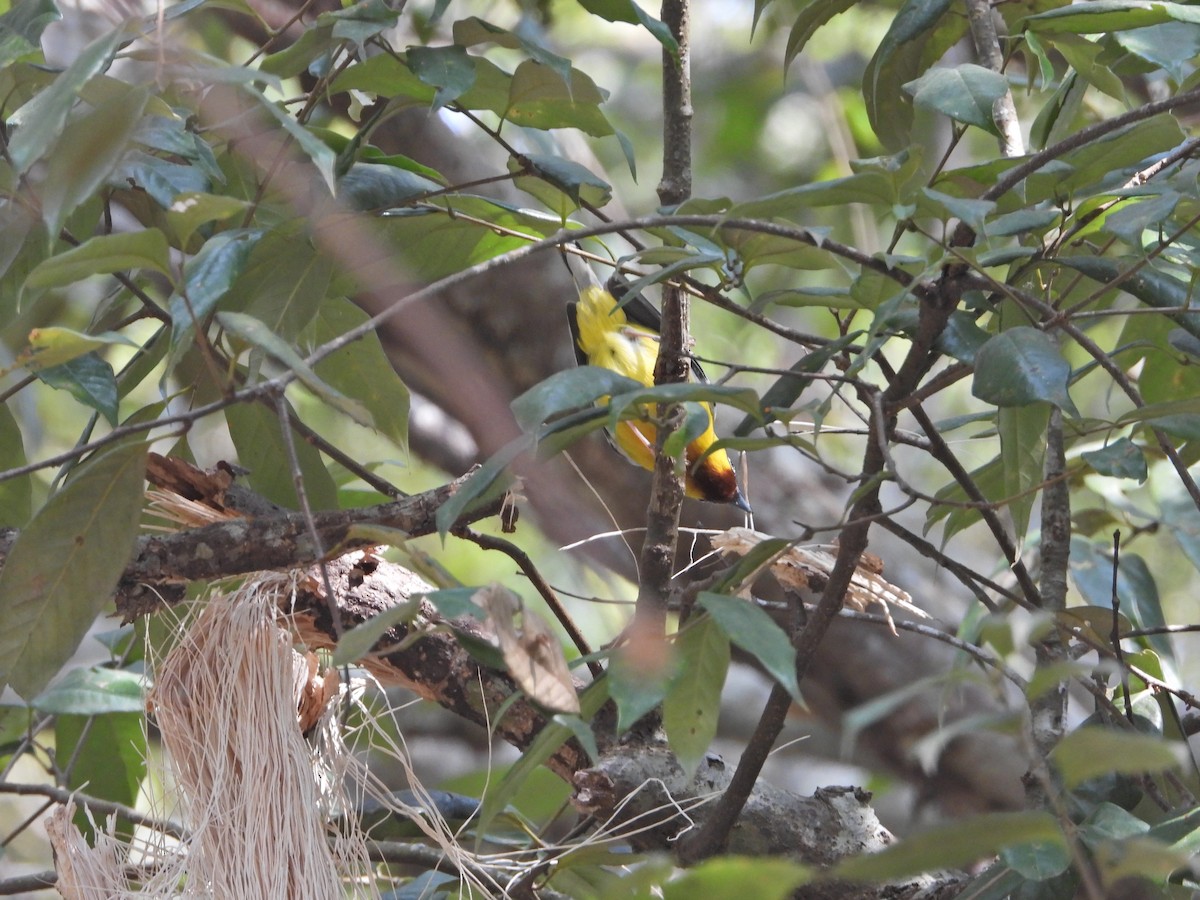 Allotrie intermédiaire - ML630265736