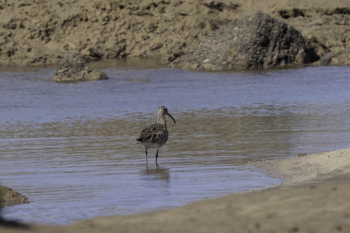 Eurasian Whimbrel - ML630265799