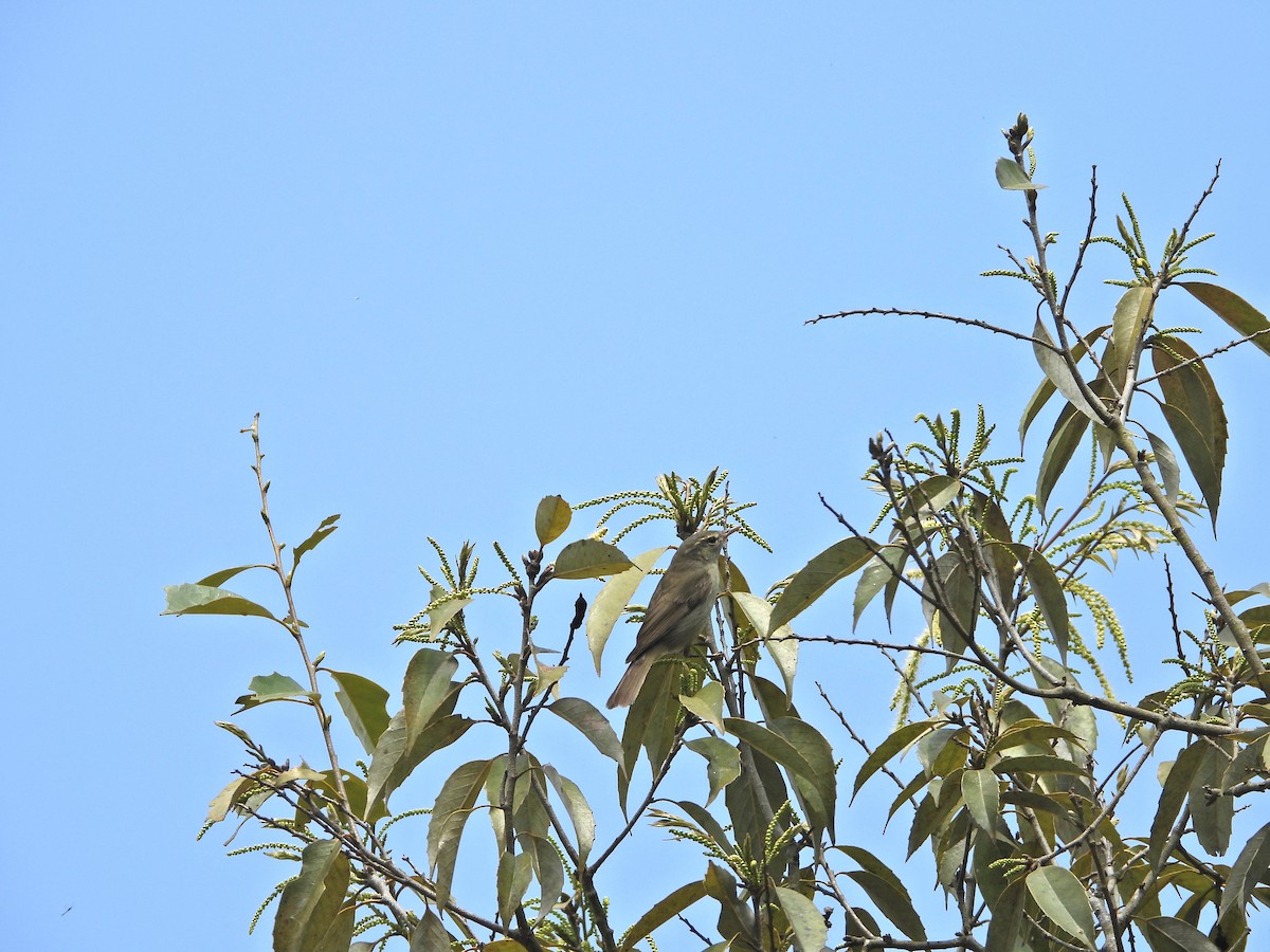 Pouillot verdâtre - ML630265882