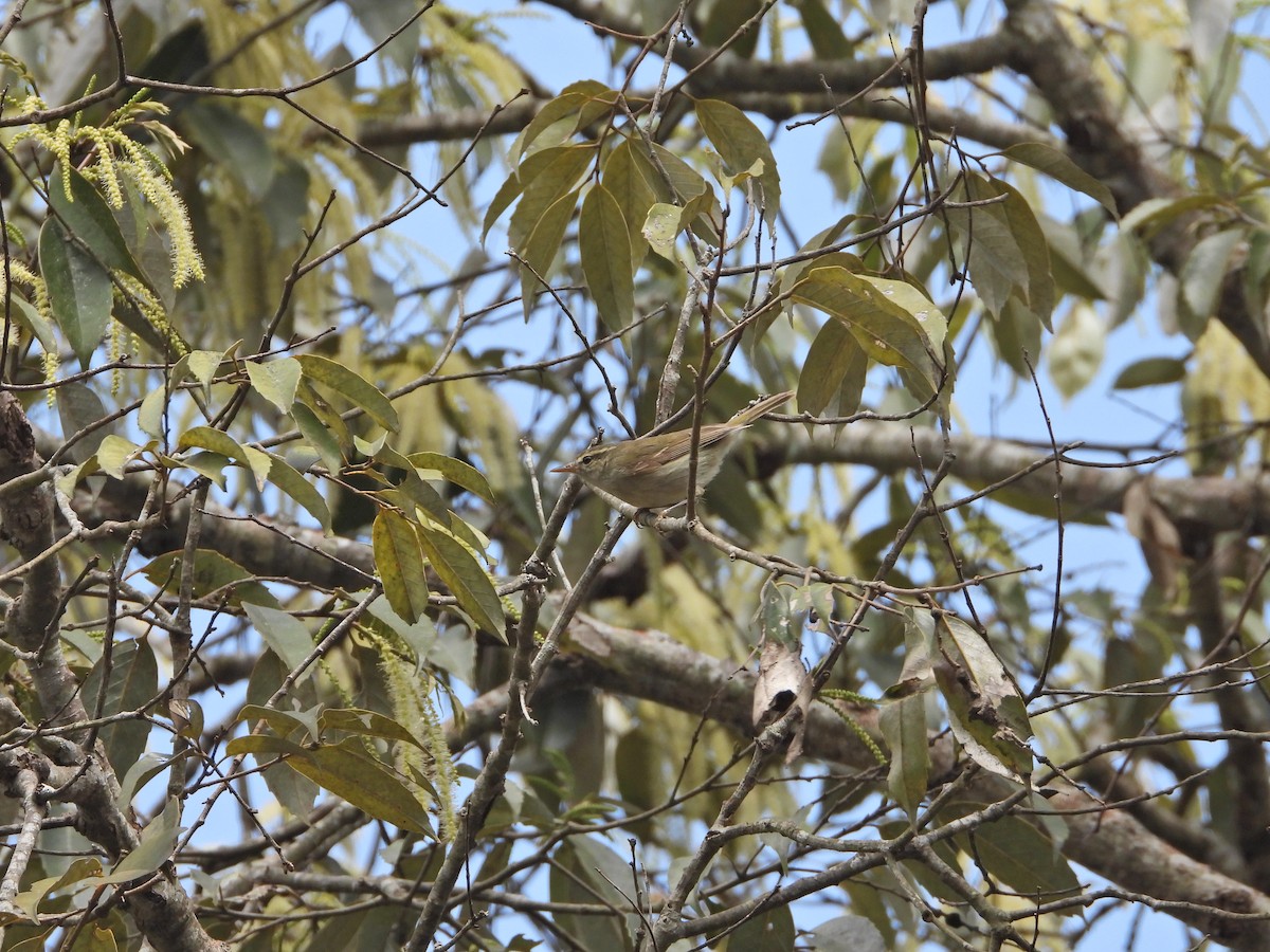 Pouillot verdâtre - ML630265883