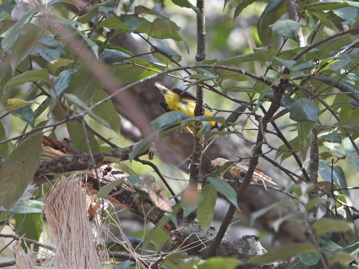 Allotrie intermédiaire - ML630265940