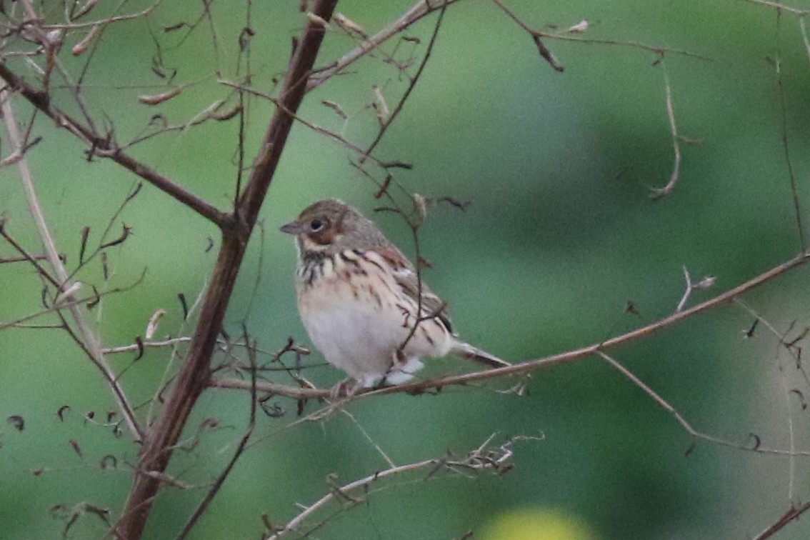 Chestnut-eared Bunting - ML630265945