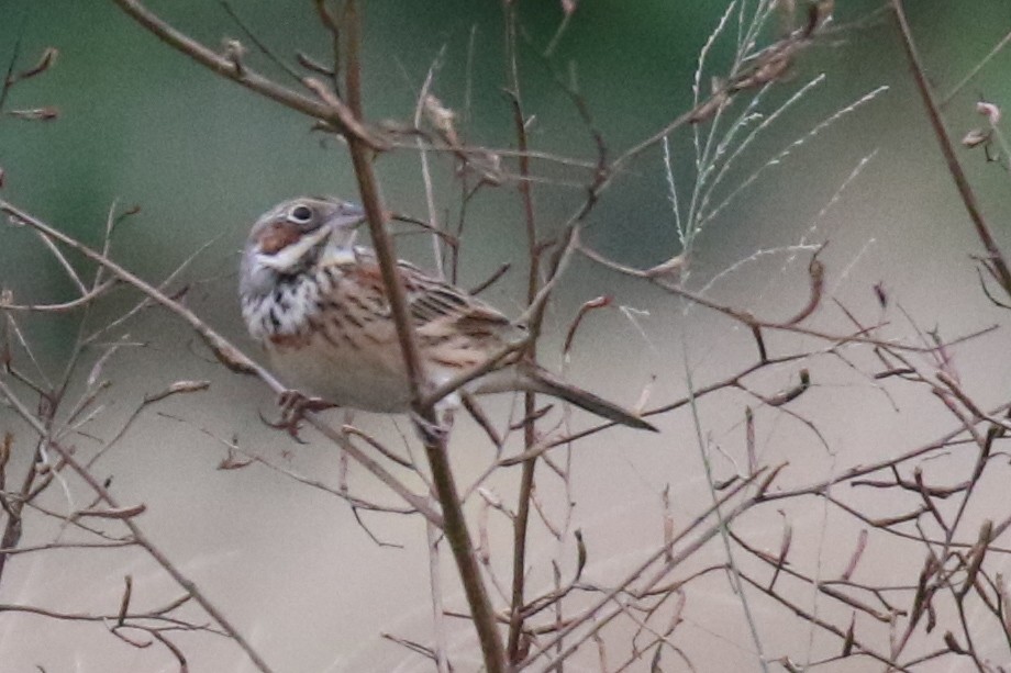 Chestnut-eared Bunting - ML630265946