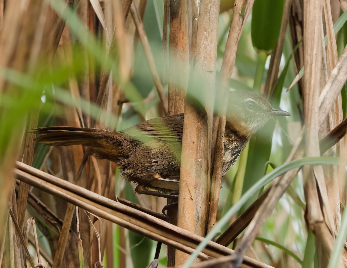 Marsh Babbler - ML630266033