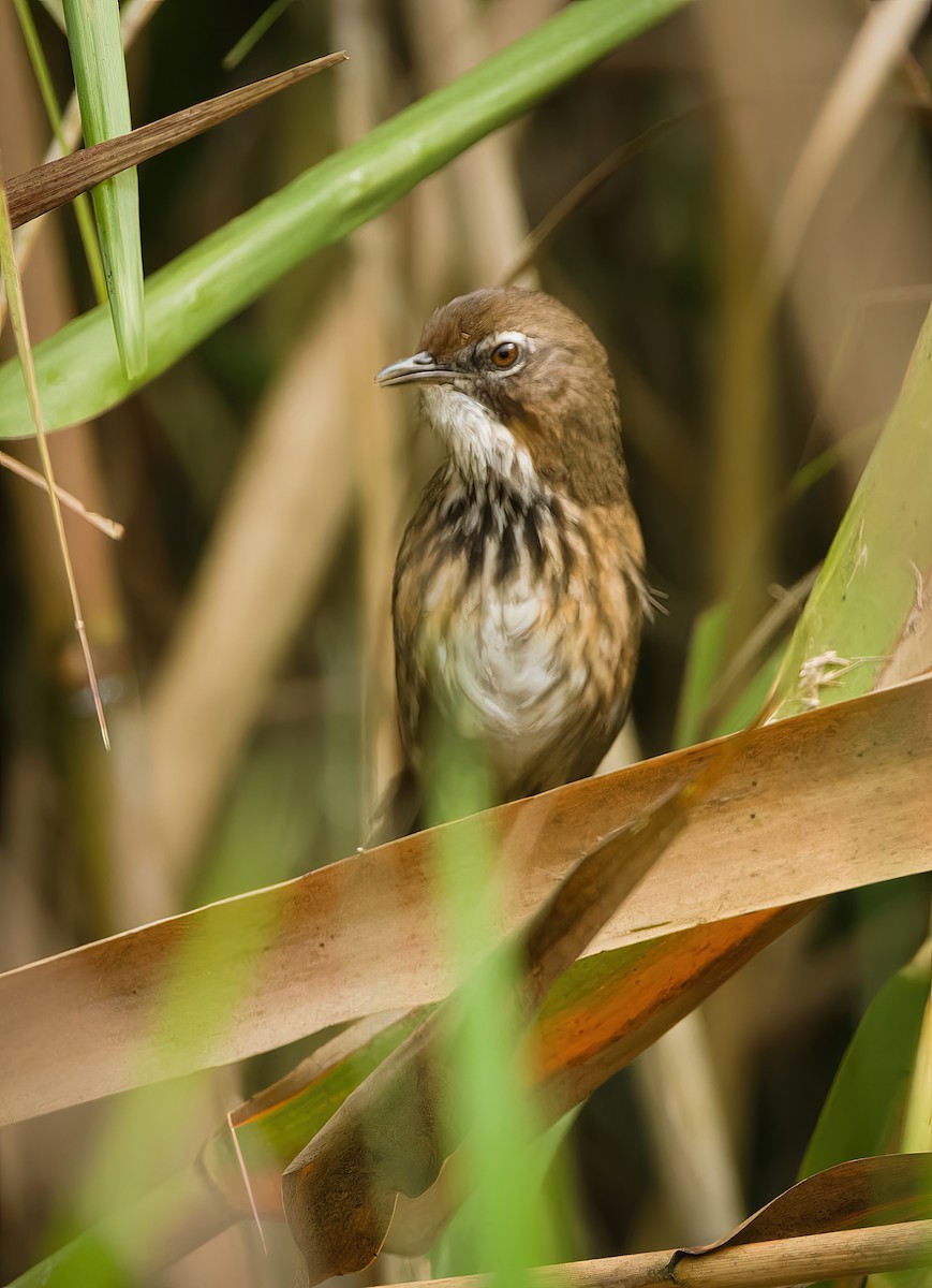 Marsh Babbler - ML630266034