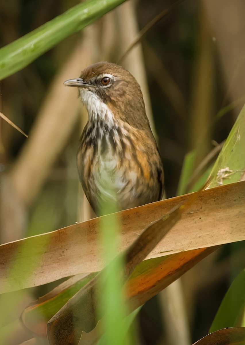 Marsh Babbler - ML630266035