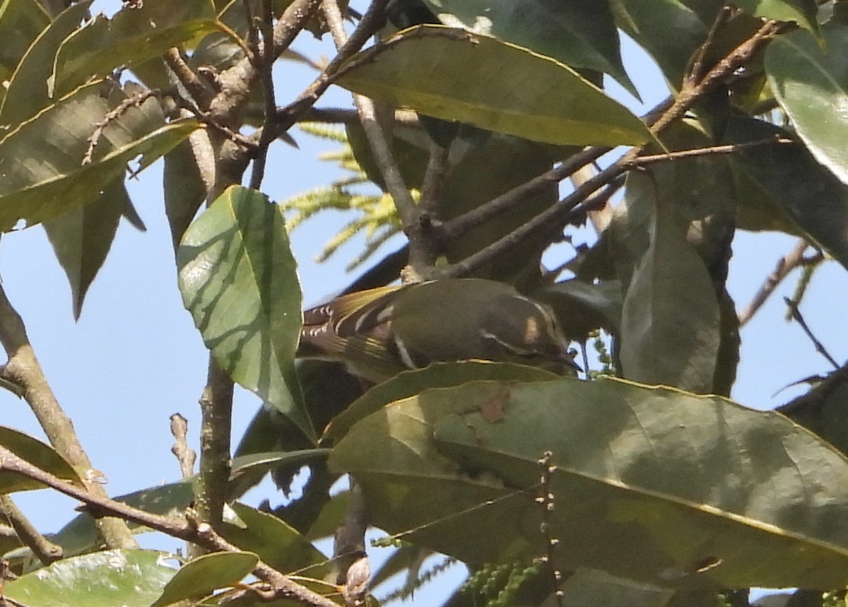 Pouillot de Hume - ML630266043