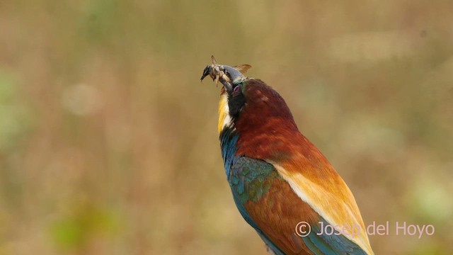European Bee-eater - ML630266125