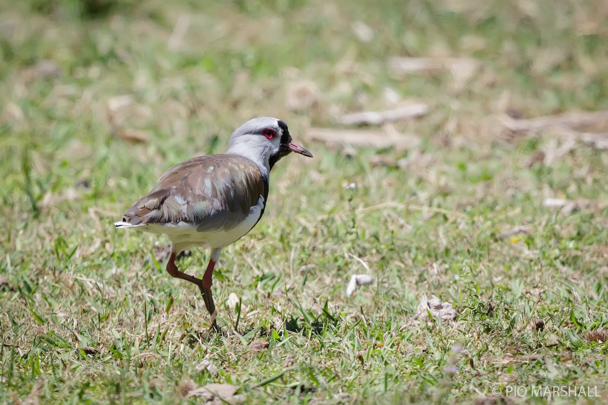 Southern Lapwing - ML630266245