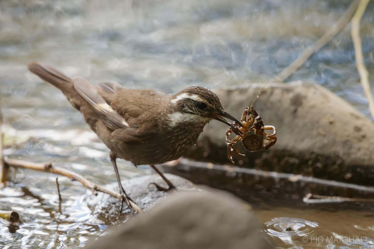 Dark-bellied Cinclodes - ML630266255