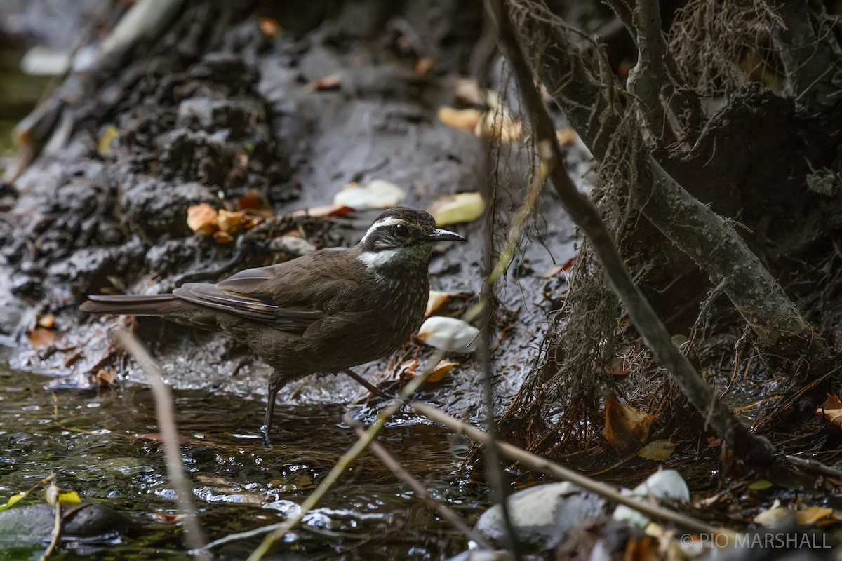 Dark-bellied Cinclodes - ML630266256