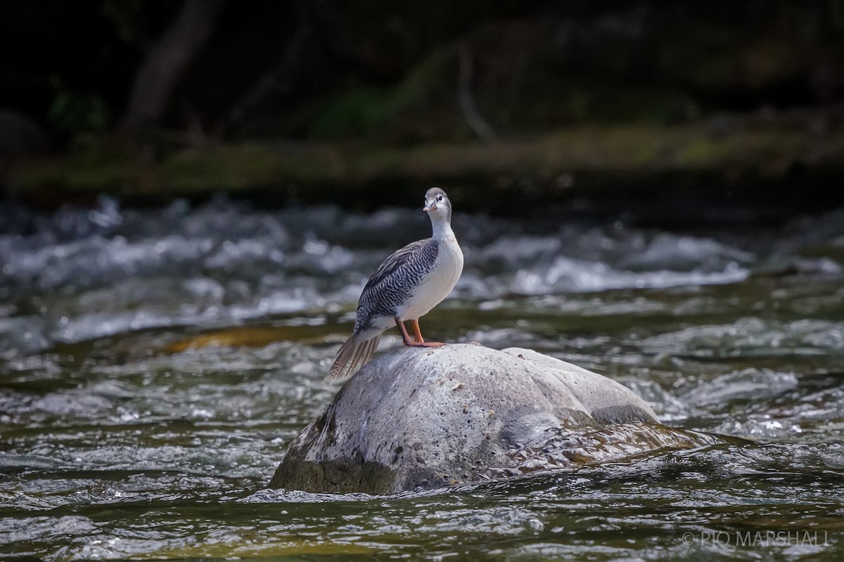 Torrent Duck - ML630266291