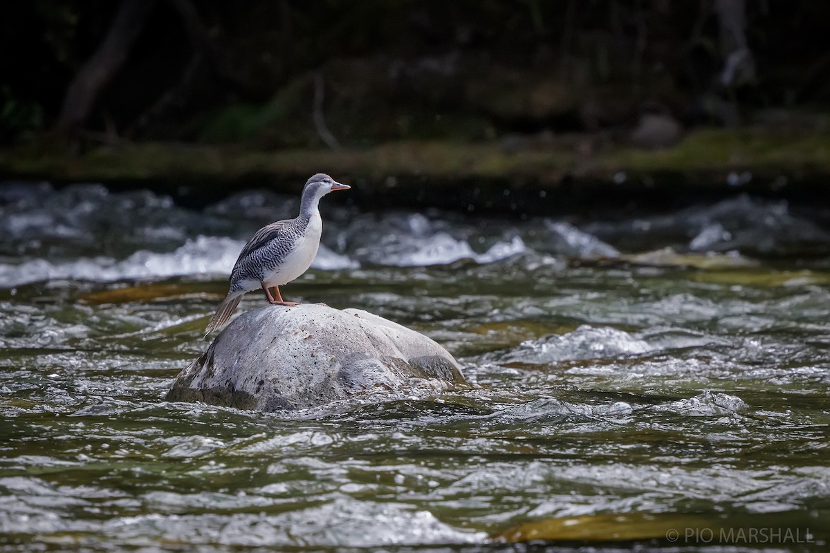 Torrent Duck - ML630266293