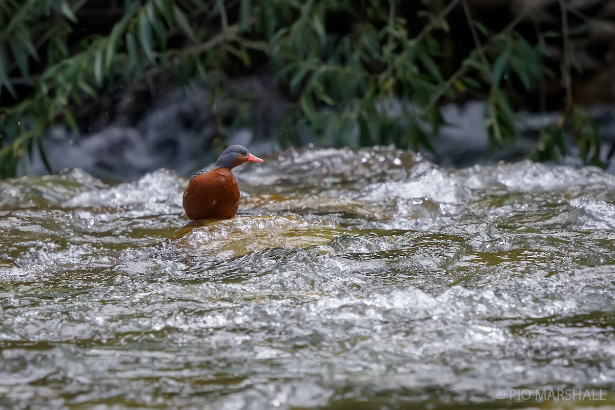 Torrent Duck - ML630266294