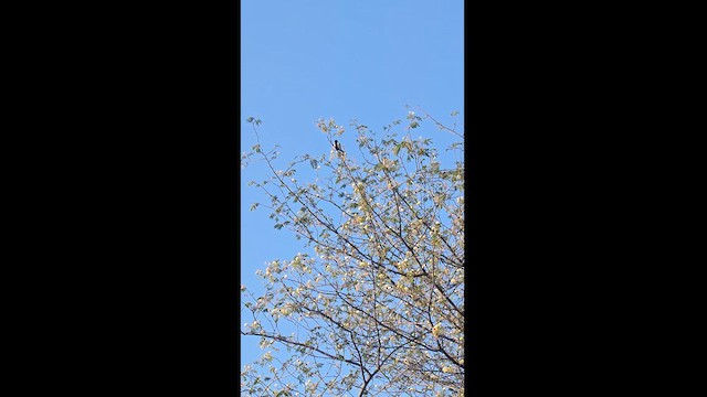 White-naped Tit - ML630266464