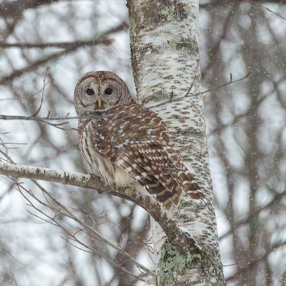 Barred Owl - ML630266523