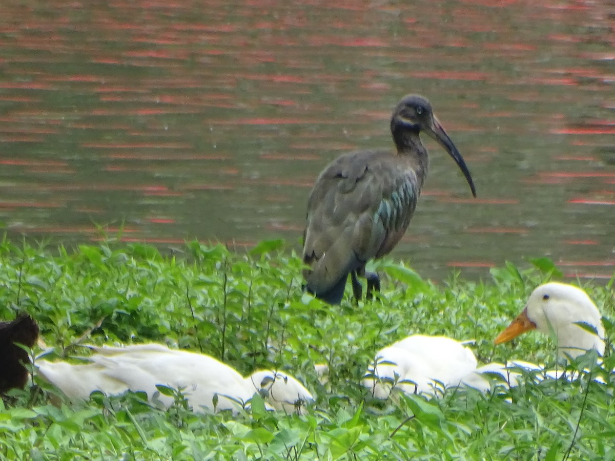 ibis hagedaš - ML630266743