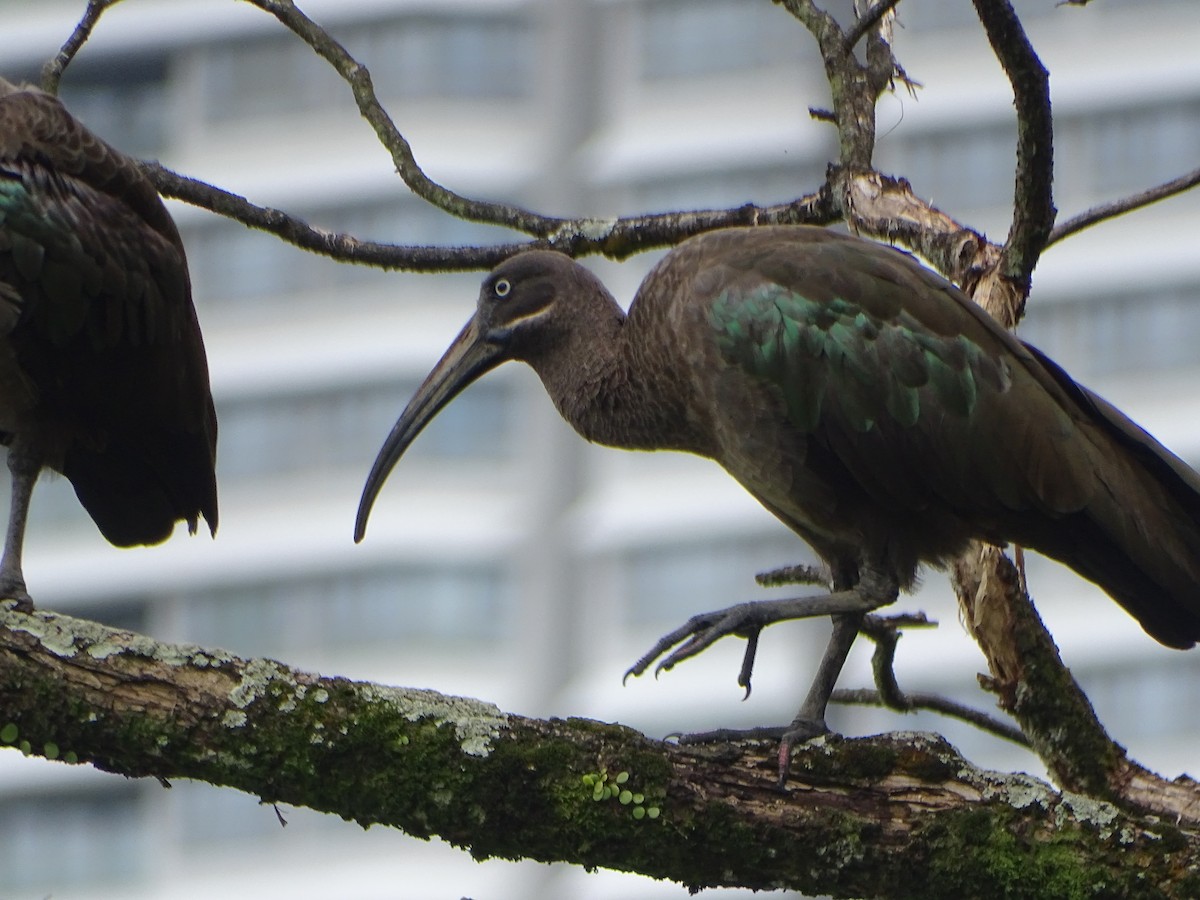 ibis hagedaš - ML630266744