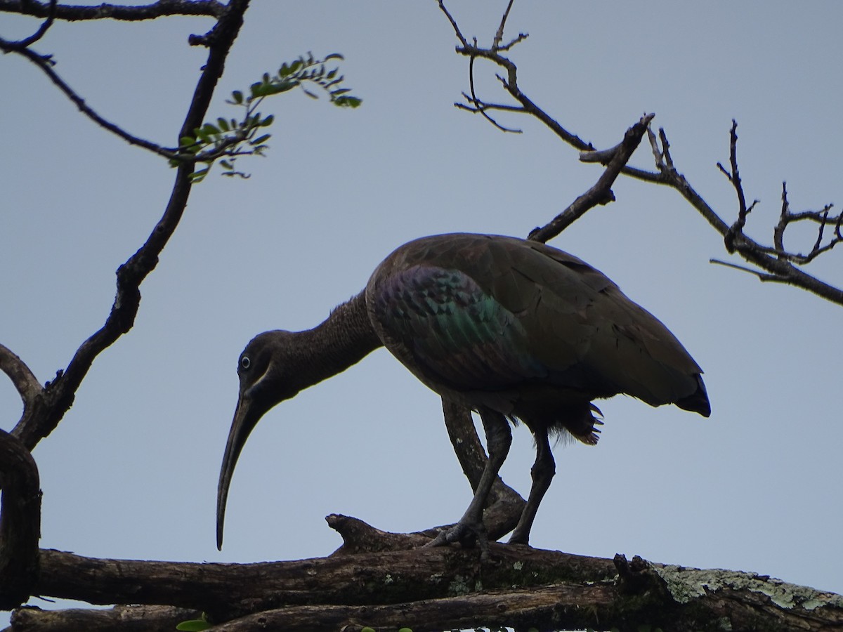 ibis hagedaš - ML630266749