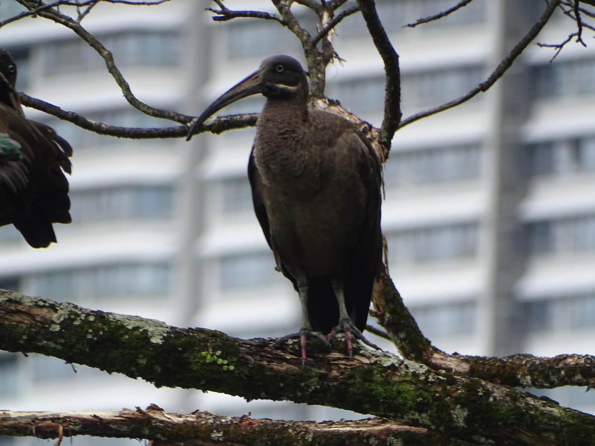 ibis hagedaš - ML630266751