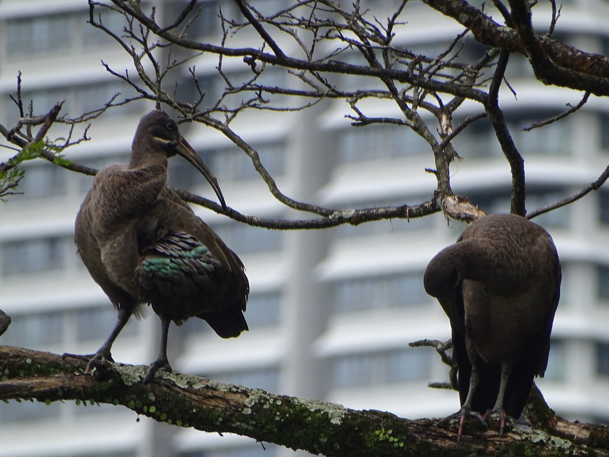 ibis hagedaš - ML630266752