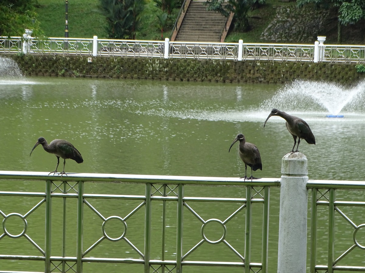 ibis hagedaš - ML630266753