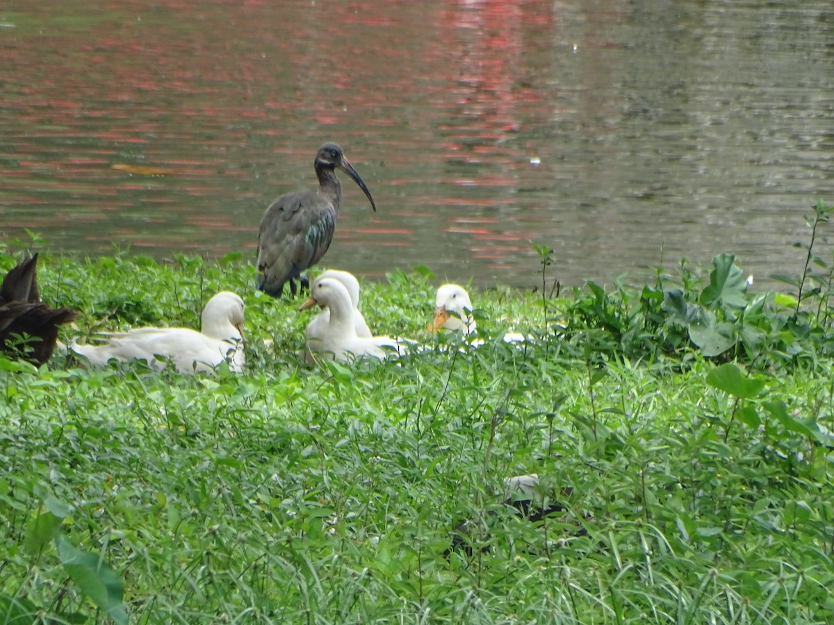 ibis hagedaš - ML630266754