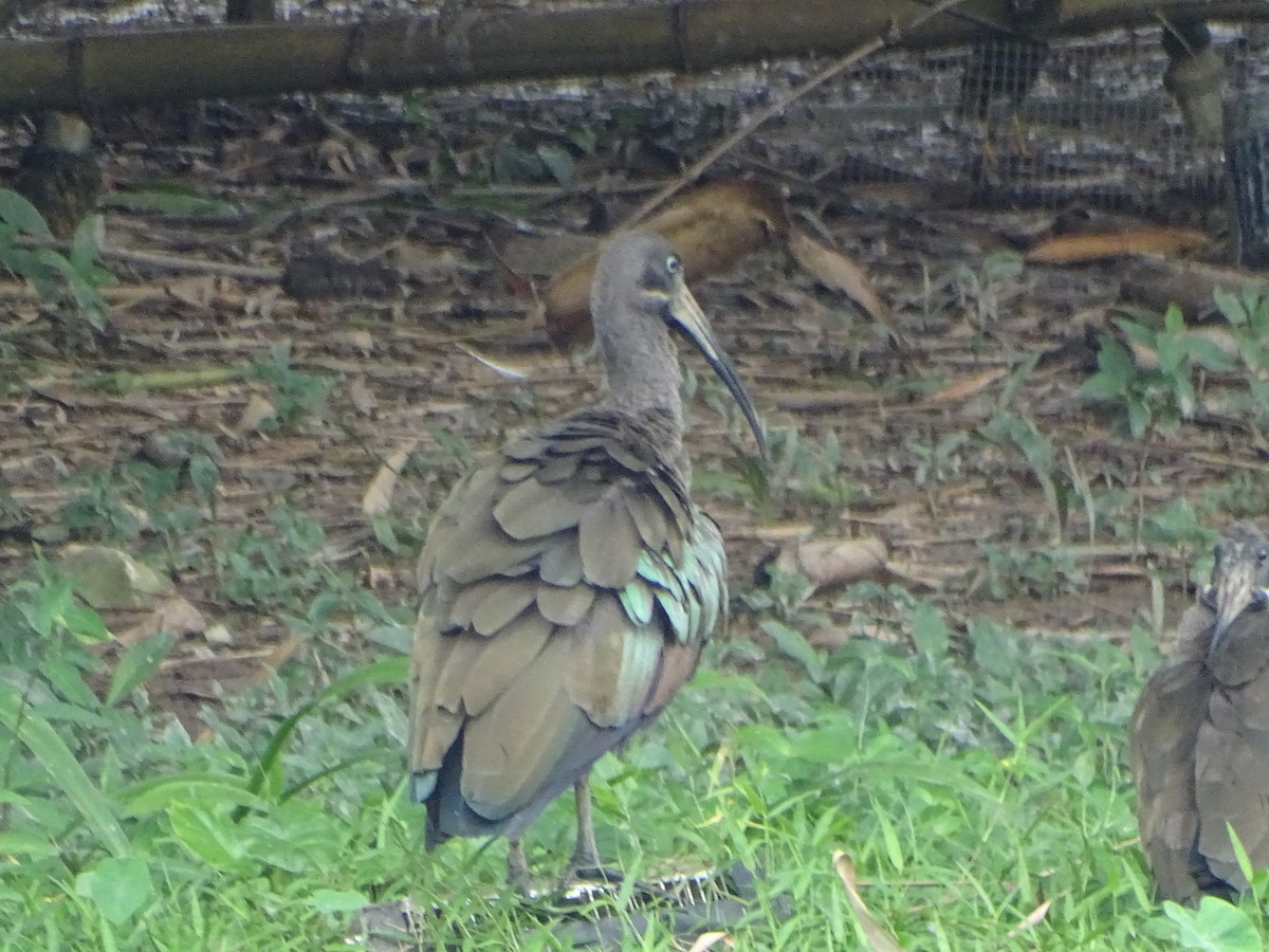 ibis hagedaš - ML630266755