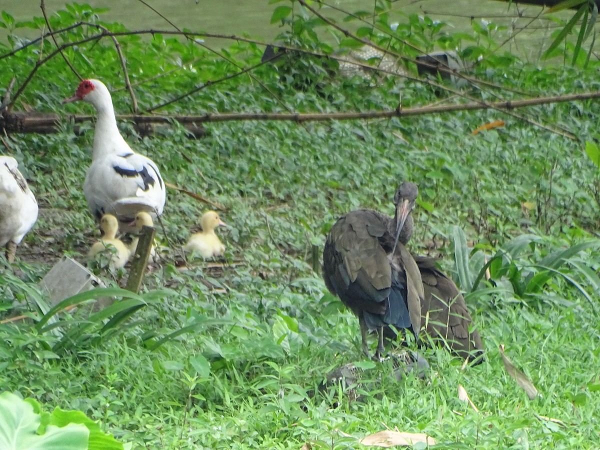 ibis hagedaš - ML630266756