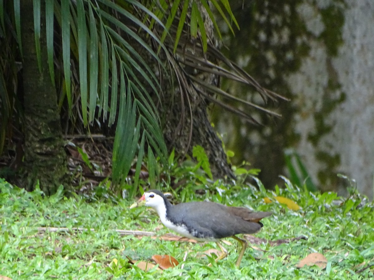 chřástal běloprsý - ML630266770