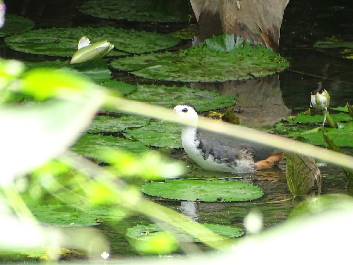 chřástal běloprsý - ML630266771