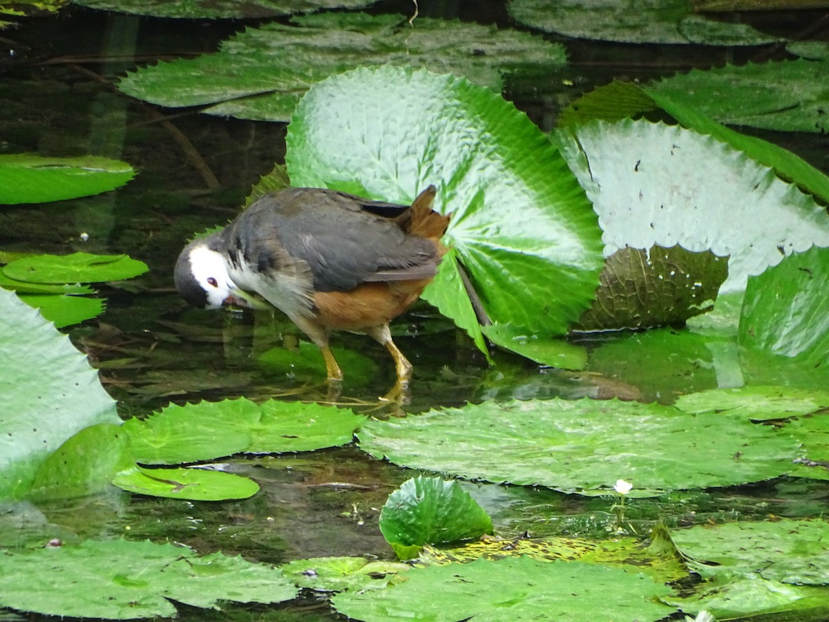 chřástal běloprsý - ML630266772