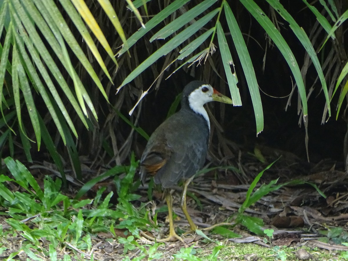 chřástal běloprsý - ML630266773