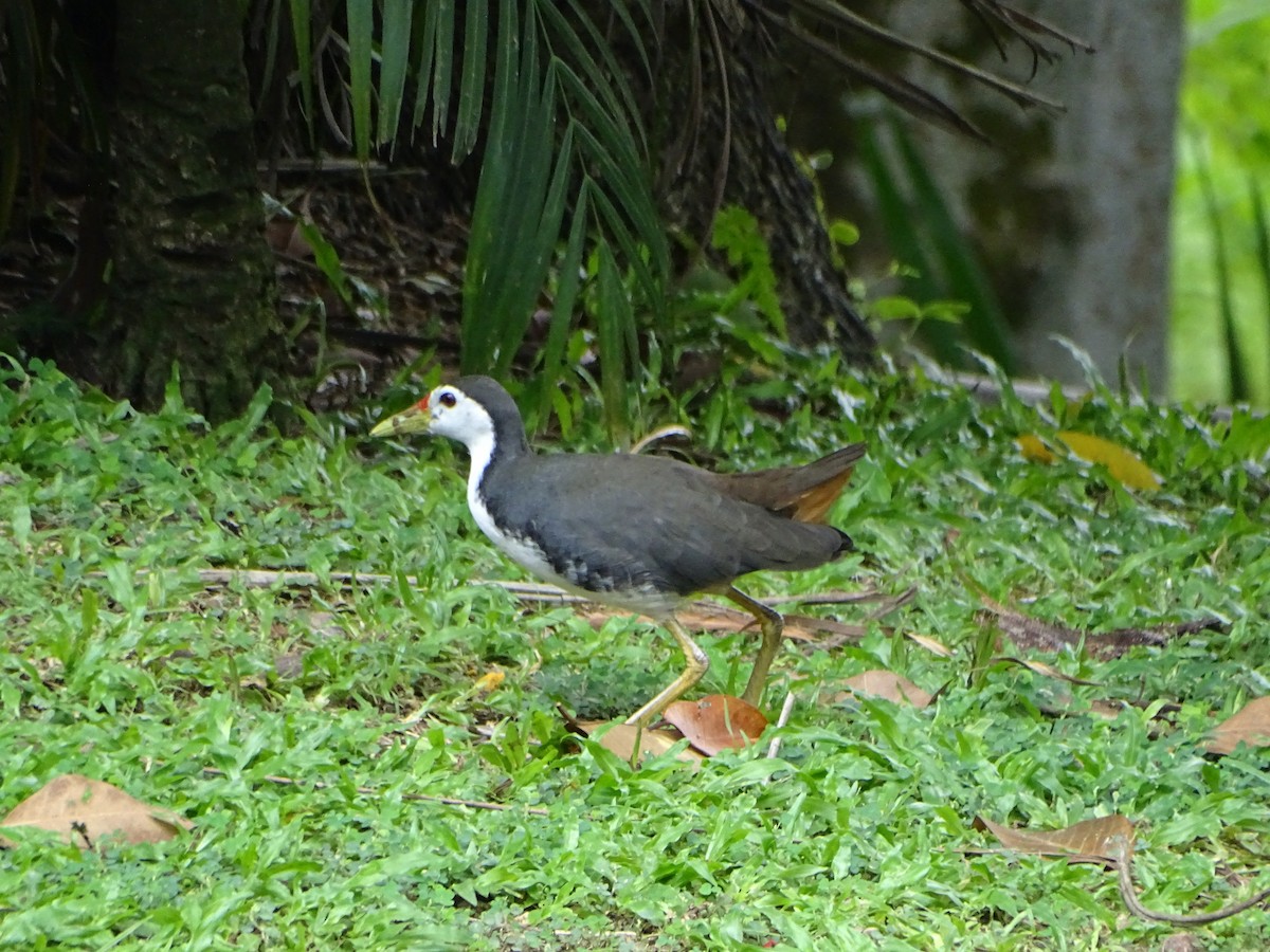 chřástal běloprsý - ML630266774