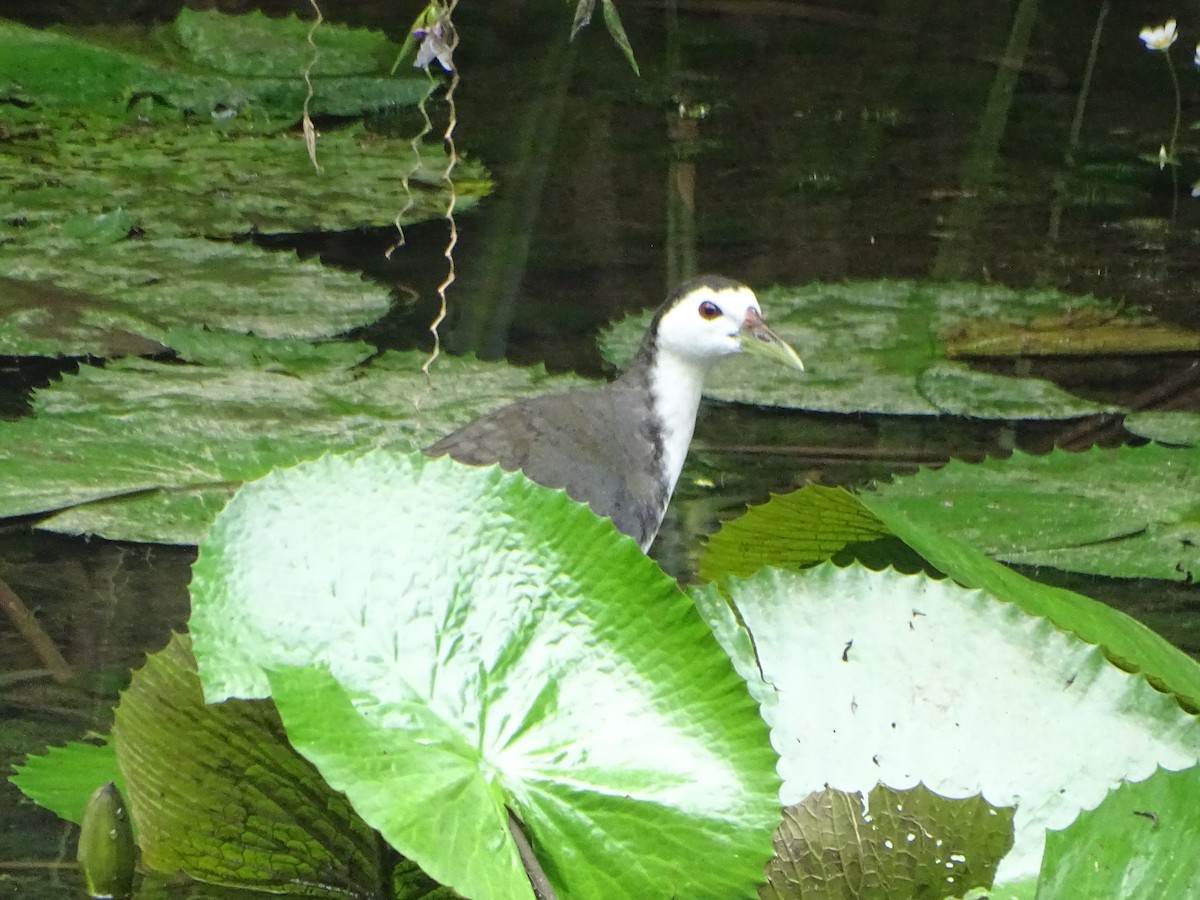 chřástal běloprsý - ML630266775