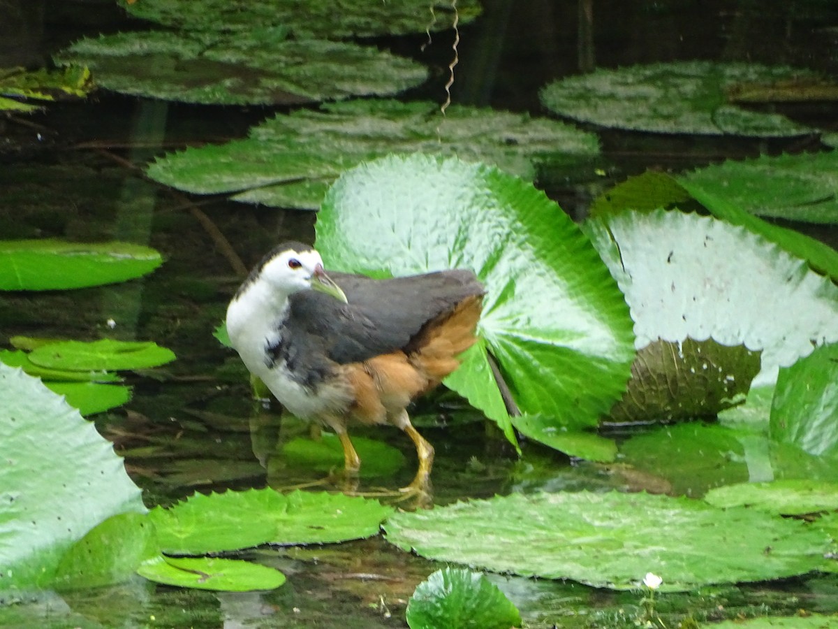 chřástal běloprsý - ML630266776