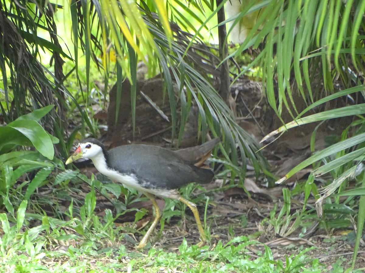 chřástal běloprsý - ML630266777