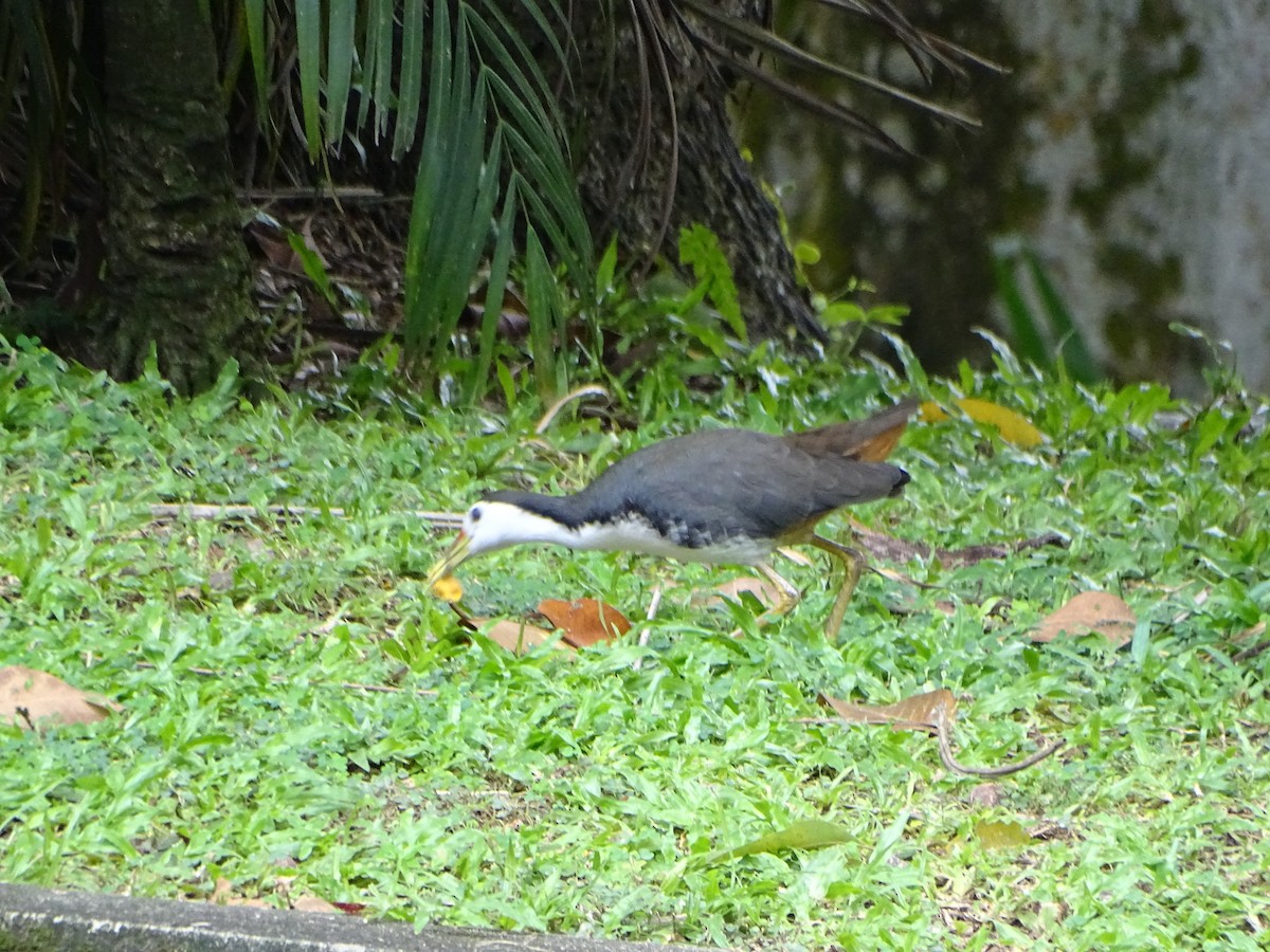 chřástal běloprsý - ML630266778