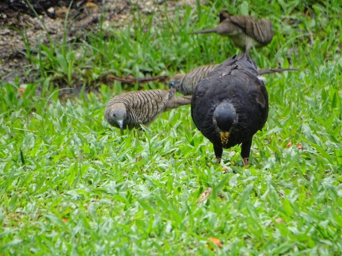 holoubek vlnkovaný - ML630266781