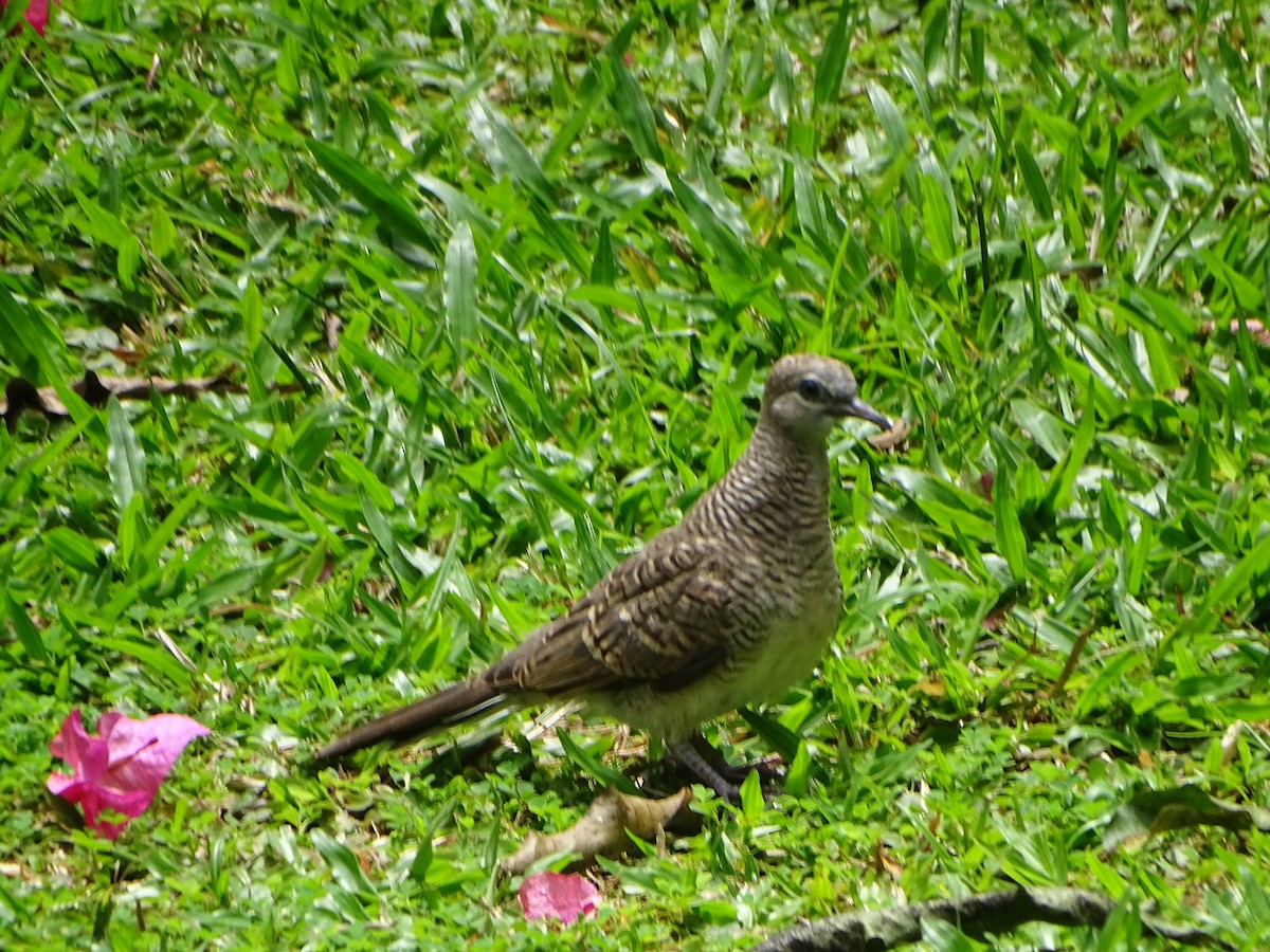 holoubek vlnkovaný - ML630266782