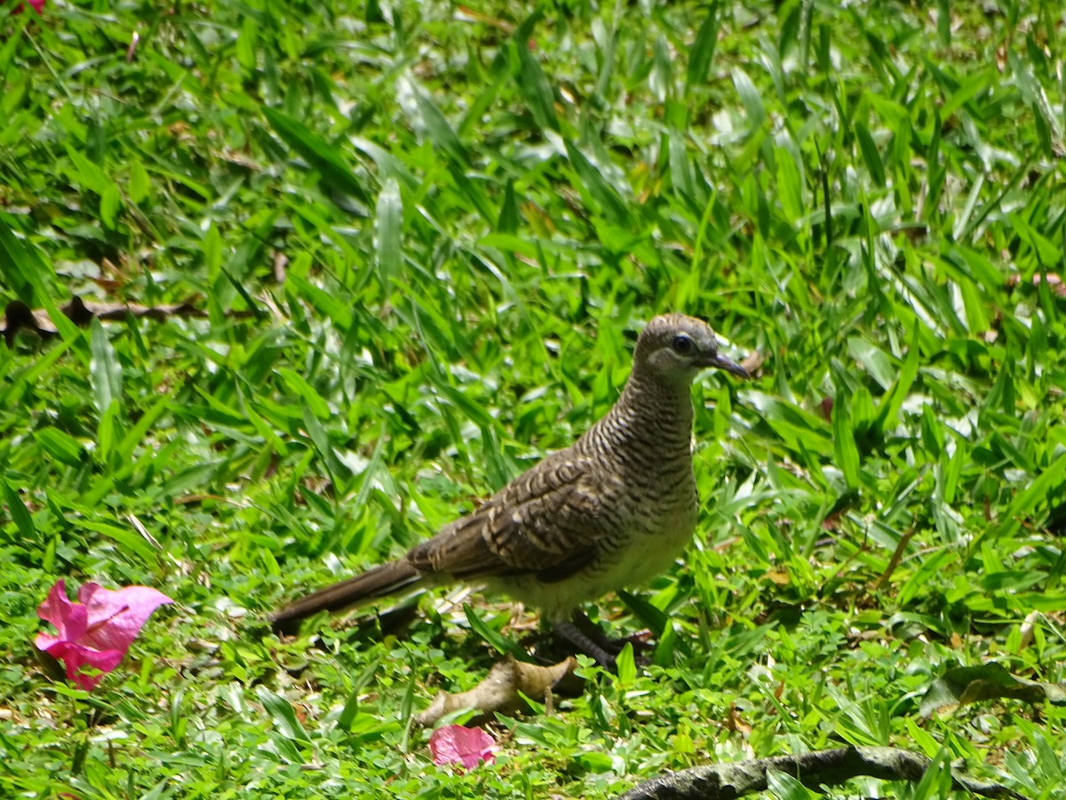 holoubek vlnkovaný - ML630266783