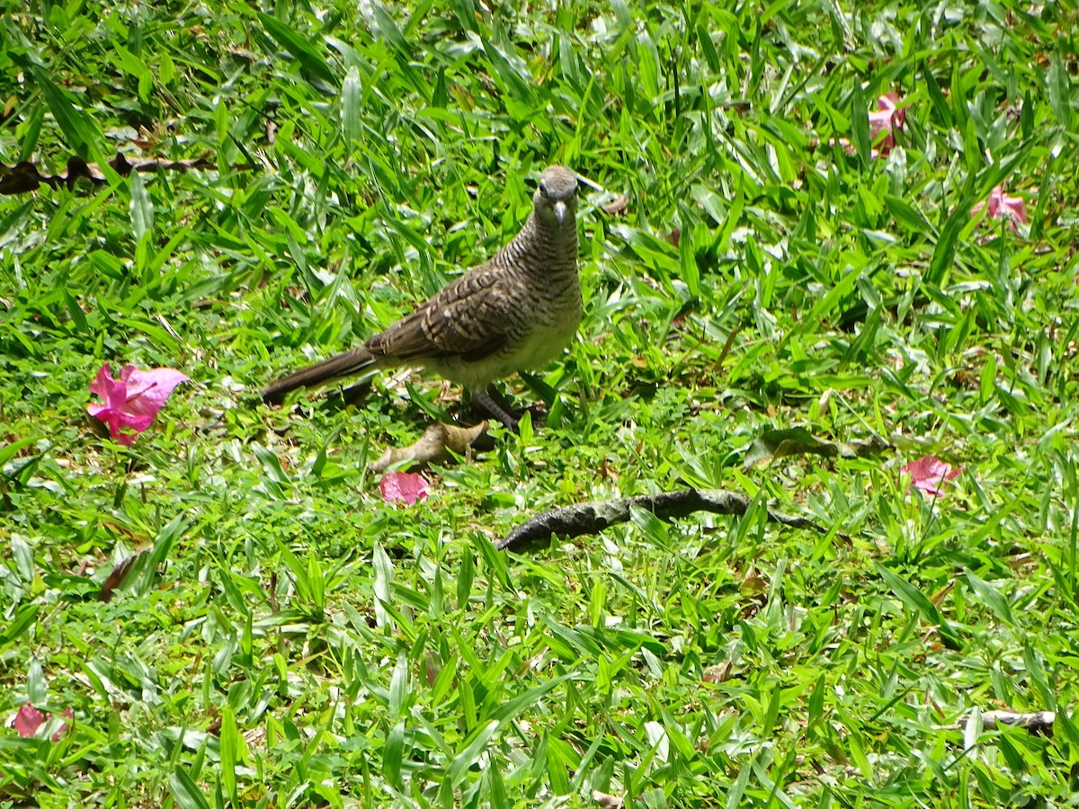 holoubek vlnkovaný - ML630266784